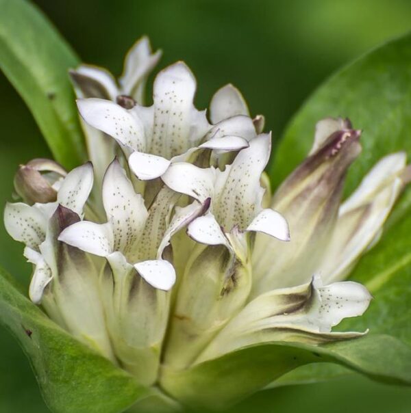 Gentiana tibetica - Genciana Tibetana, Genciana do Tibete, Qin jiao