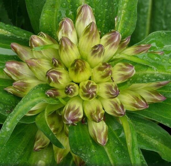 Gentiana tibetica - Genciana Tibetana, Genciana do Tibete, Qin jiao - Image 2