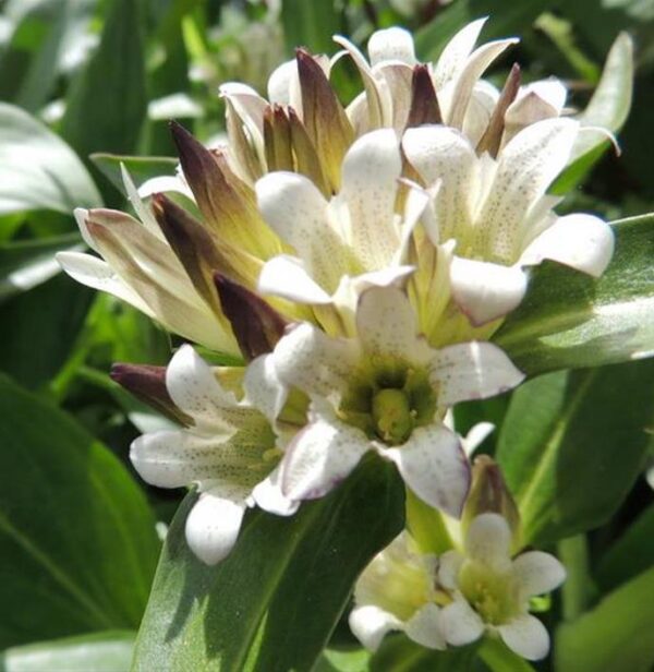 Gentiana tibetica - Genciana Tibetana, Genciana do Tibete, Qin jiao - Image 3