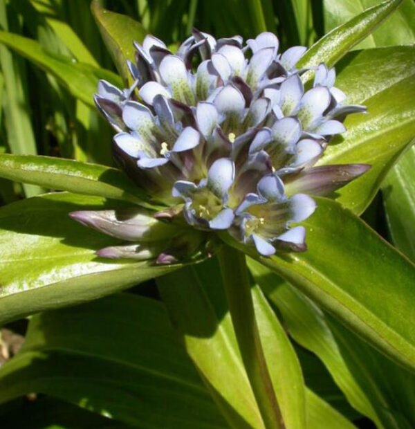 Gentiana tibetica - Genciana Tibetana, Genciana do Tibete, Qin jiao - Image 4