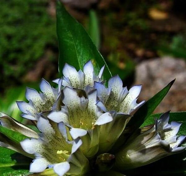 Gentiana tibetica - Genciana Tibetana, Genciana do Tibete, Qin jiao - Image 5