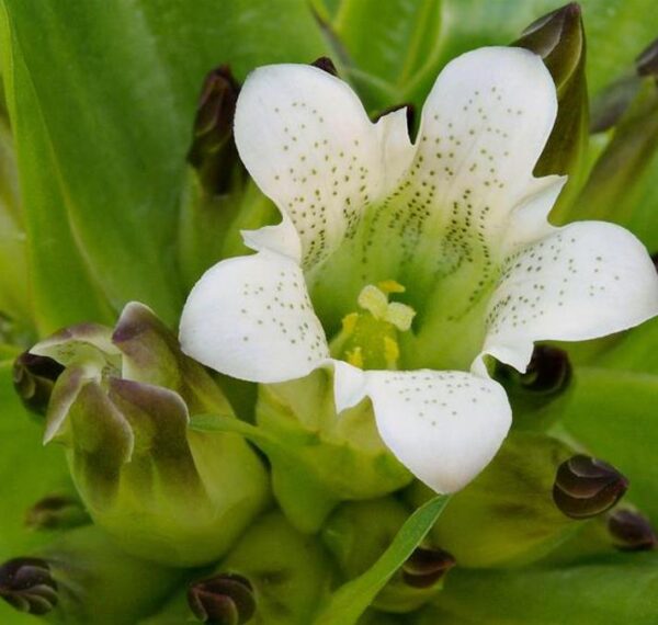 Gentiana tibetica - Genciana Tibetana, Genciana do Tibete, Qin jiao - Image 6