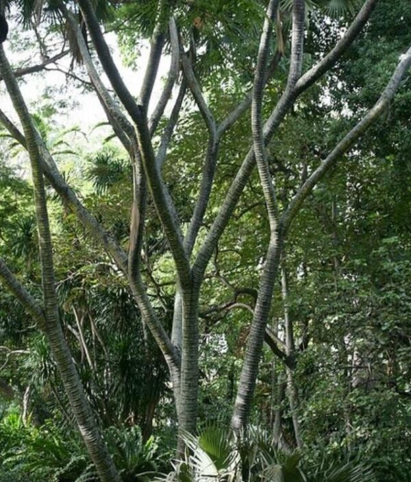 Hyphaene thebaica - Palmeira Doum, Marfim Vegetal, Fruto Sagrado, Palmeira Doum Egípcia - Image 3