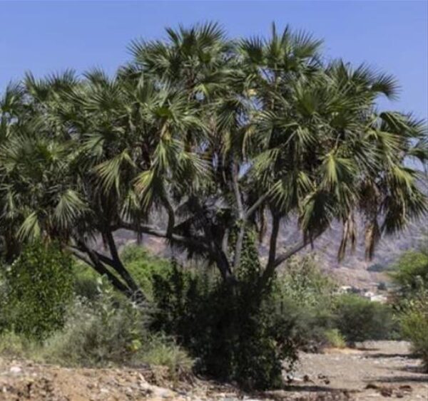 Hyphaene thebaica - Palmeira Doum, Marfim Vegetal, Fruto Sagrado, Palmeira Doum Egípcia - Image 5