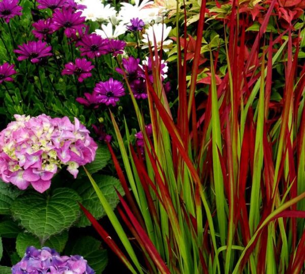 Imperata cylindrica 'Red Baron' - Grama Sangue Japonês, Japanese Bloodgrass - Image 2