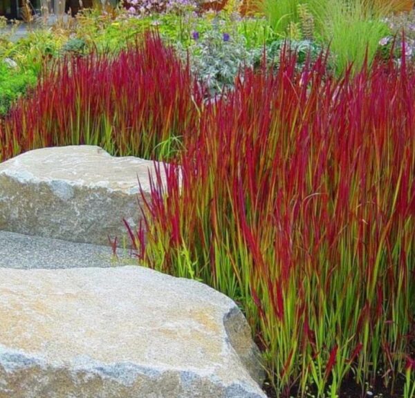 Imperata cylindrica 'Red Baron' - Grama Sangue Japonês, Japanese Bloodgrass - Image 5