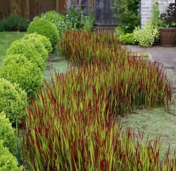 Imperata cylindrica 'Red Baron' - Grama Sangue Japonês, Japanese Bloodgrass - Image 6