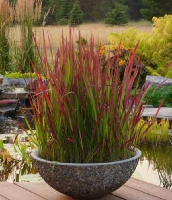 Imperata cylindrica 'Red Baron' - Grama Sangue Japonês, Japanese Bloodgrass - Image 7