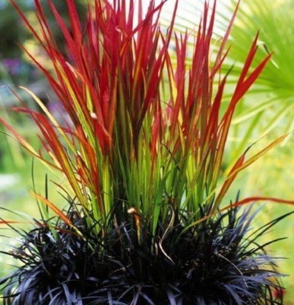 Imperata cylindrica 'Red Baron' - Grama Sangue Japonês, Japanese Bloodgrass - Image 8