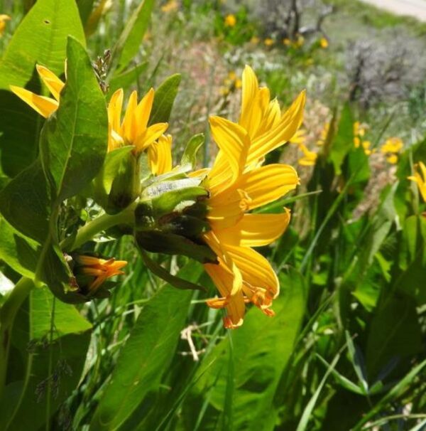 Orelha de Mula do Norte, Girassol Anão Liso, Northern Mule's Ears - Wyethia amplexicaulis (Espeletia amplexicaulis) - Image 3