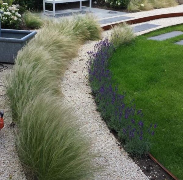 Stipa tenuissima (Nassella tenuissima) - Grama Rabo de Cavalo, Grama Cabelo dos Anjos, Grama de Pena Mexicana, Ponytails - Image 3