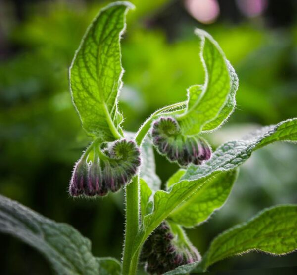 Symphytum officinale - Confrey, Consolida, Consolida Maior, Erva do Cardeal, Quebra Ossos, Larkspur - Image 2