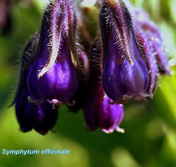 Symphytum officinale - Confrey, Consolida, Consolida Maior, Erva do Cardeal, Quebra Ossos, Larkspur - Image 3