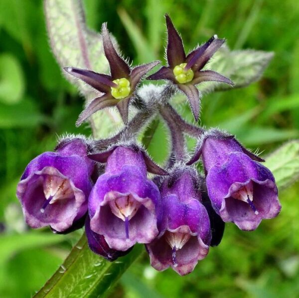 Symphytum officinale - Confrey, Consolida, Consolida Maior, Erva do Cardeal, Quebra Ossos, Larkspur - Image 4