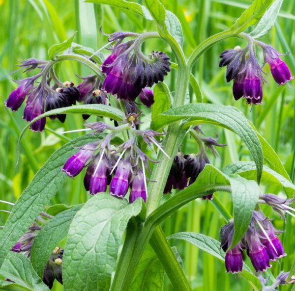 Symphytum officinale - Confrey, Consolida, Consolida Maior, Erva do Cardeal, Quebra Ossos, Larkspur - Image 5