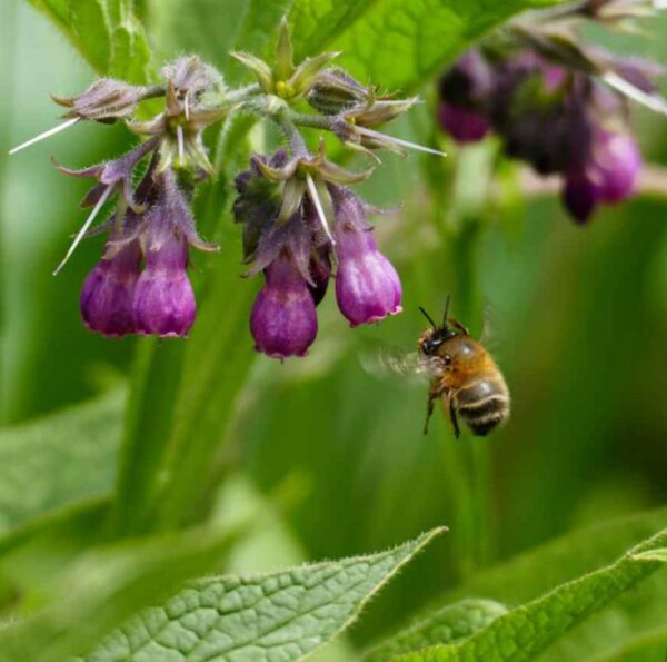 Symphytum officinale - Confrey, Consolida, Consolida Maior, Erva do Cardeal, Quebra Ossos, Larkspur - Image 6