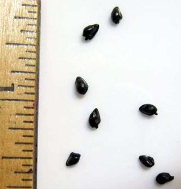 Symphytum officinale - Confrey, Consolida, Consolida Maior, Erva do Cardeal, Quebra Ossos, Larkspur - Image 7