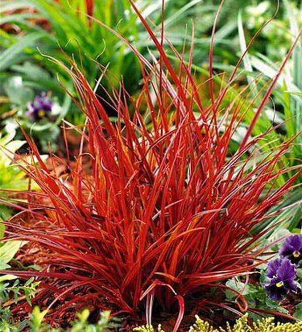 Uncinia rubra - Grama Vermelha - Image 6