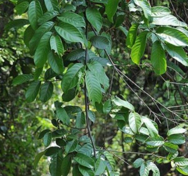Uvaria littoralis  - Uvaria Litoral, Finger Fruit - Image 3