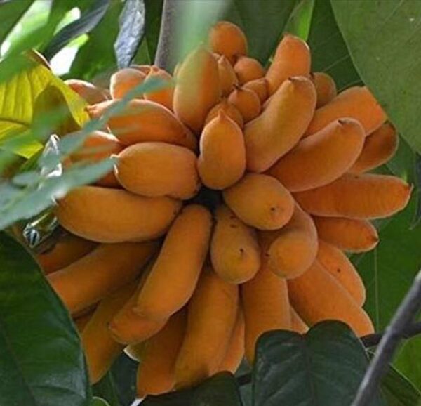 Uvaria littoralis  - Uvaria Litoral, Finger Fruit - Image 5