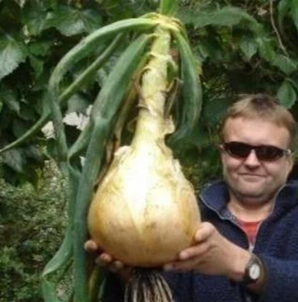 Allium cepa Exibicion Onion (C.O) - Cebola Gigante, Cebola Guinness, Cebola Outback - Image 3