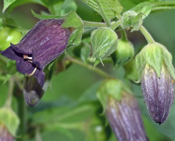 Atropa belladonna - Beladona, Atropa Bella-Donna, Erva do Diabo, Cereja da Morte, Deadly Nightshade - Image 3
