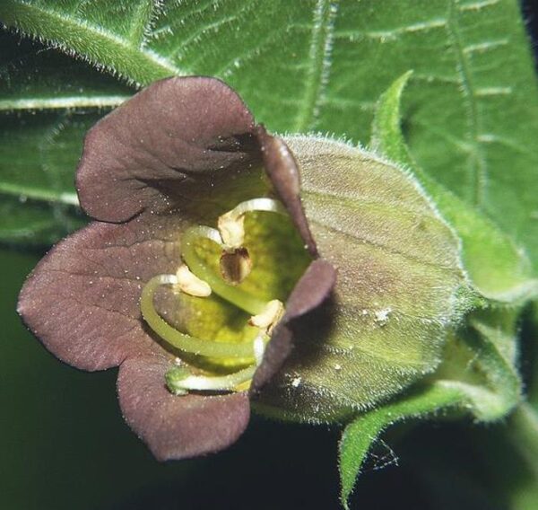 Atropa belladonna - Beladona, Atropa Bella-Donna, Erva do Diabo, Cereja da Morte, Deadly Nightshade - Image 4