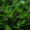 Atropa belladonna - Beladona, Atropa Bella-Donna, Erva do Diabo, Cereja da Morte, Deadly Nightshade
