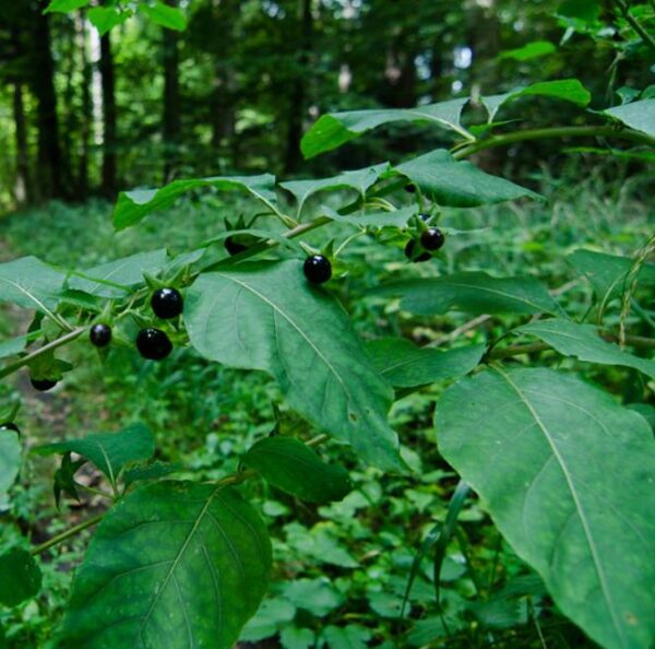 Atropa belladonna - Beladona, Atropa Bella-Donna, Erva do Diabo, Cereja da Morte, Deadly Nightshade - Image 6