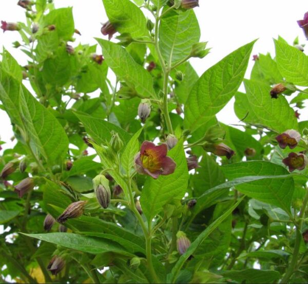 Atropa belladonna - Beladona, Atropa Bella-Donna, Erva do Diabo, Cereja da Morte, Deadly Nightshade - Image 9