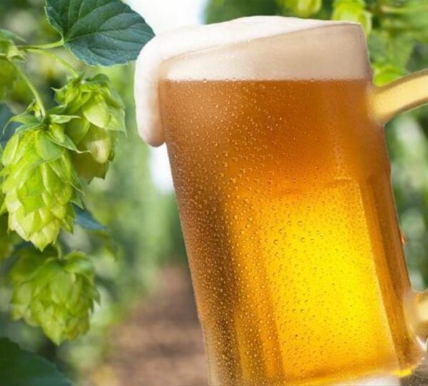Humulus lupulus - Lúpulo - Image 10