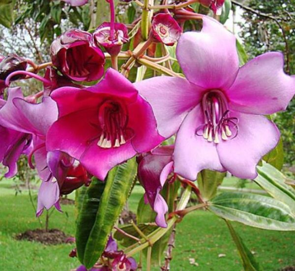 Meriania nobilis - Manacá Colombiano, Meriania, Amarrabollo, Amaraboyo