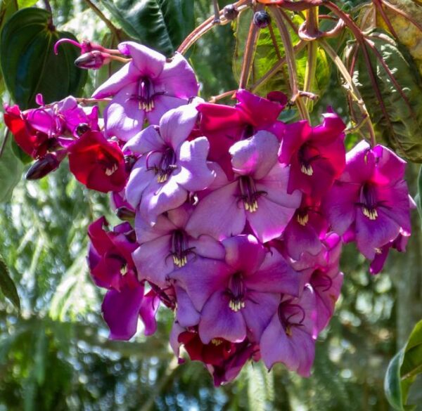Meriania nobilis - Manacá Colombiano, Meriania, Amarrabollo, Amaraboyo - Image 6