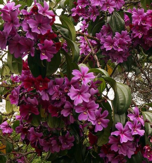Meriania nobilis - Manacá Colombiano, Meriania, Amarrabollo, Amaraboyo - Image 8