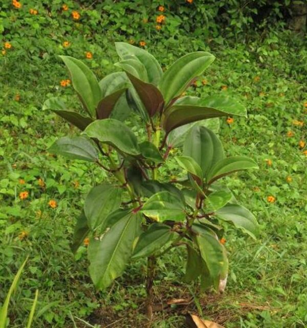 Meriania nobilis - Manacá Colombiano, Meriania, Amarrabollo, Amaraboyo - Image 10