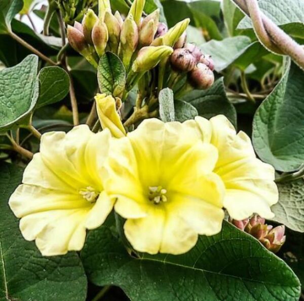 Merremia umbellata (Convolvulus umbellatus, Ipomoea polyanthes) - Rosa de Madeira Amarela, Ipomoea Amarela - Image 4