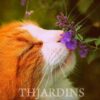 Nepeta cataria - Bálsamo do Campo, Erva dos Gatos, Catnip, Catmint