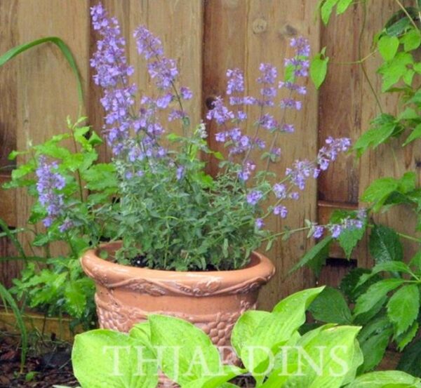 Nepeta cataria - Bálsamo do Campo, Erva dos Gatos, Catnip, Catmint - Image 3