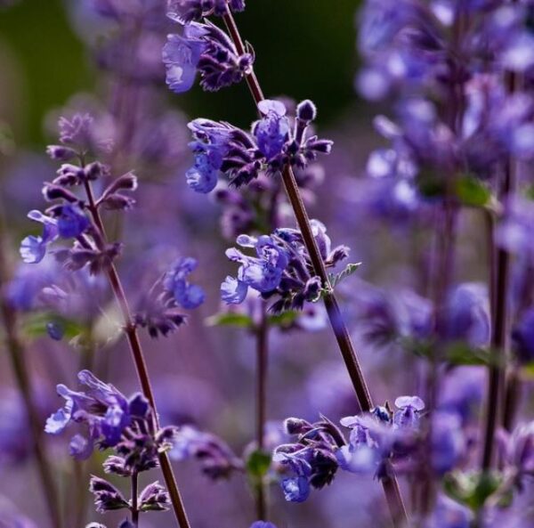 Nepeta cataria - Bálsamo do Campo, Erva dos Gatos, Catnip, Catmint - Image 4