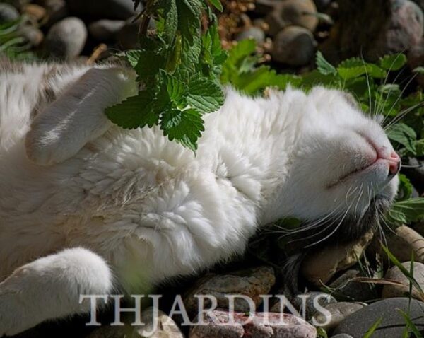 Nepeta cataria - Bálsamo do Campo, Erva dos Gatos, Catnip, Catmint - Image 6