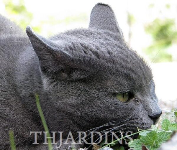 Nepeta cataria - Bálsamo do Campo, Erva dos Gatos, Catnip, Catmint - Image 7