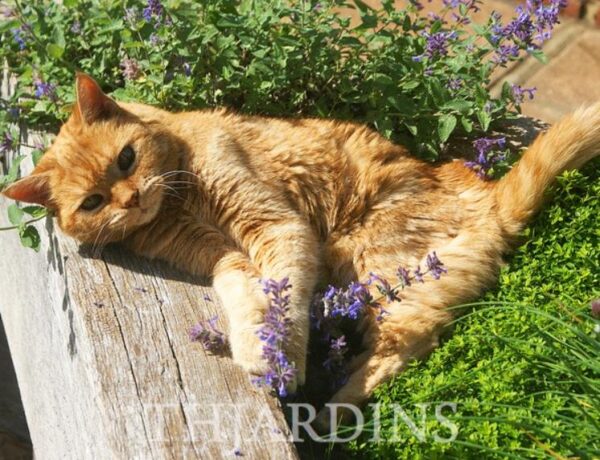 Nepeta cataria - Bálsamo do Campo, Erva dos Gatos, Catnip, Catmint - Image 8