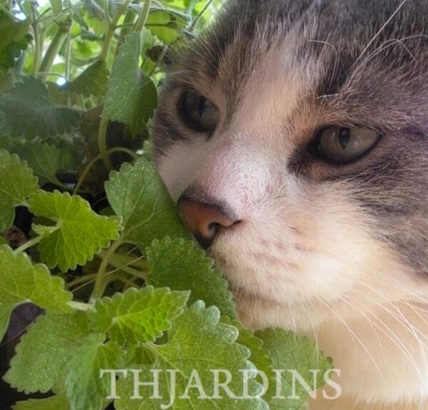 Nepeta cataria - Bálsamo do Campo, Erva dos Gatos, Catnip, Catmint - Image 9