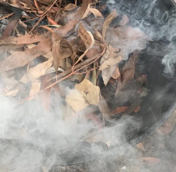 Smoke Seed Primer Plus - Super Smoke Plus (Disco de Fumaça para Germinação) - Disco de Fumaça para tratamento e quebra de dormência em sementes - Image 2
