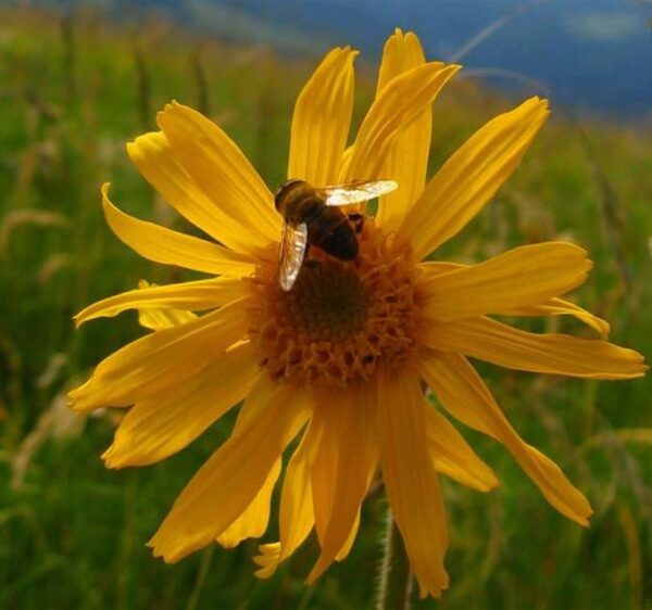 Arnica montana - Arnica verdadeira, Arnica da montanha - Image 5