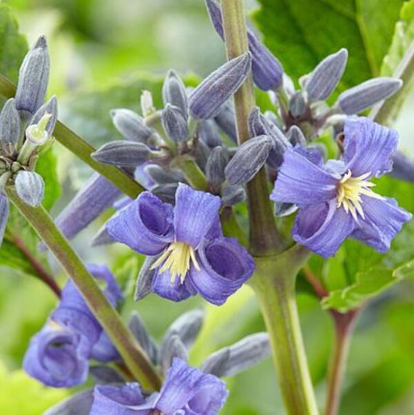 Clematis heracleifolia (Clematis davidiana) - Clematis Floração Jacinto, Clematis Flor de Jacinto, Clematis Arbustiva - Image 3