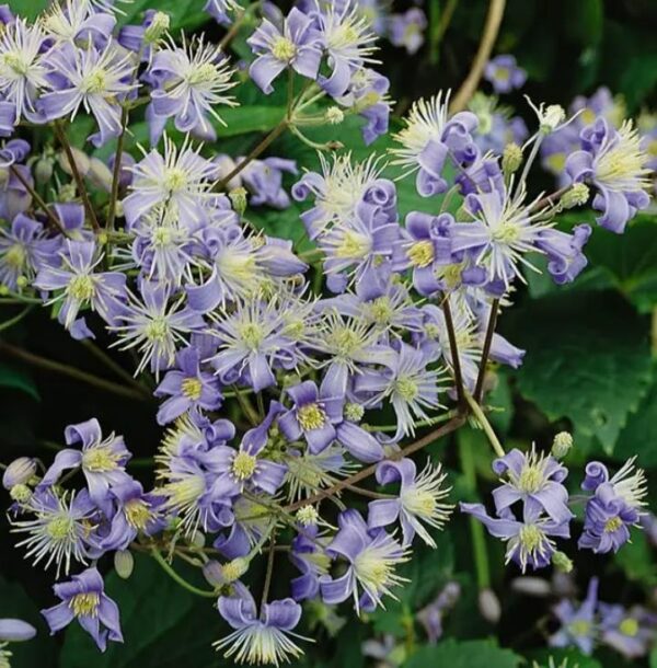 Clematis heracleifolia (Clematis davidiana) - Clematis Floração Jacinto, Clematis Flor de Jacinto, Clematis Arbustiva - Image 7