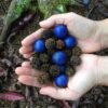 Elaeocarpus ganitrus - Azeitona Azul, Rudraksha, Contas de Mirtilo