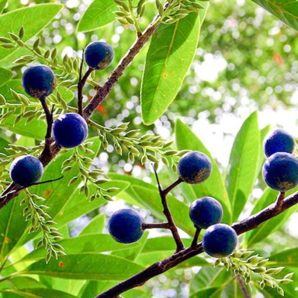 Elaeocarpus ganitrus - Azeitona Azul, Rudraksha, Contas de Mirtilo - Image 4