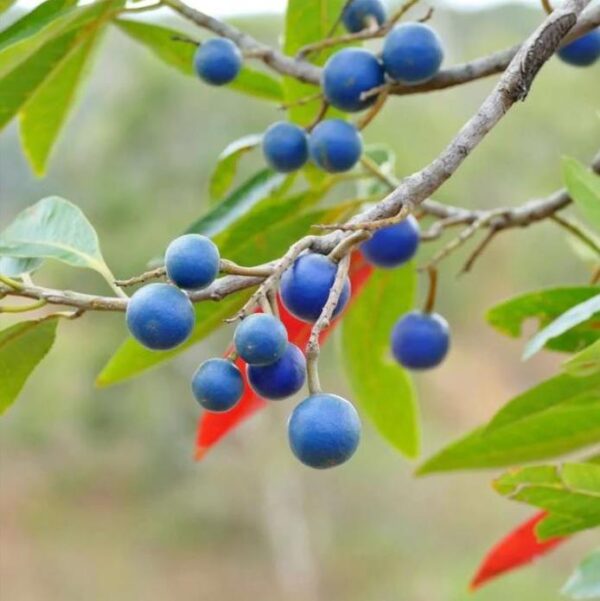 Elaeocarpus ganitrus - Azeitona Azul, Rudraksha, Contas de Mirtilo - Image 5